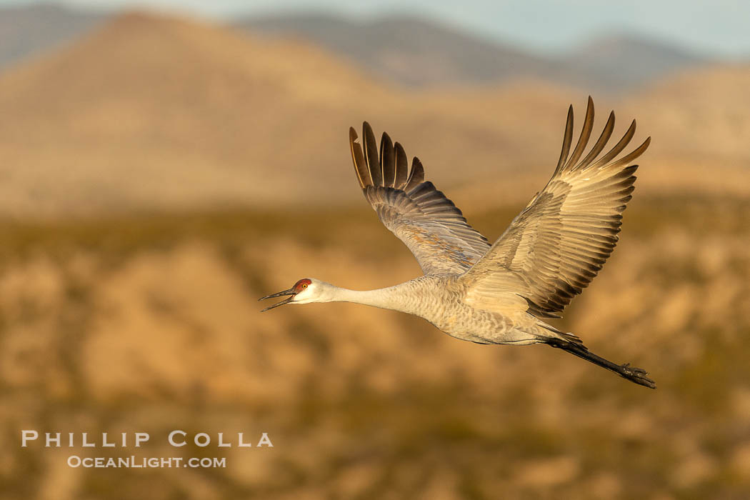 Sandhill crane spreads its broad wings as it takes flight in early morning light. This sandhill crane is among thousands present in Bosque del Apache National Wildlife Refuge, stopping here during its winter migration. Socorro, New Mexico, USA, Grus canadensis, natural history stock photograph, photo id 38754