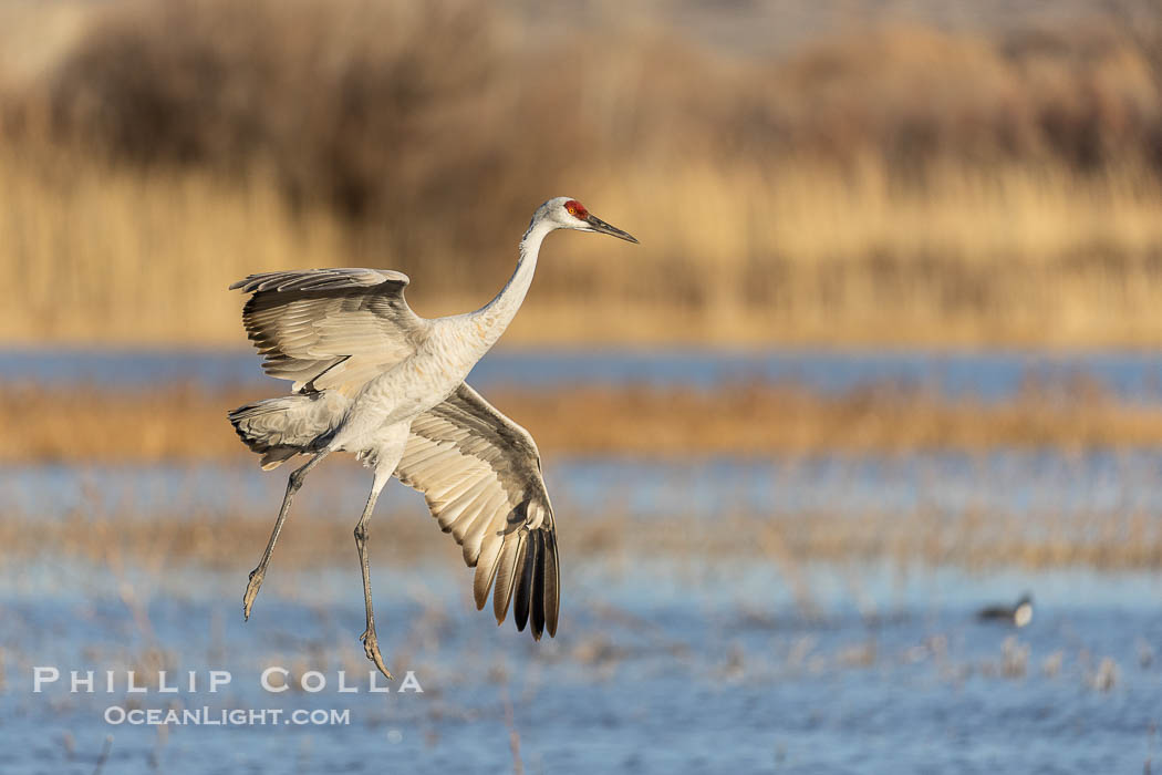 Sandhill crane spreads its broad wings as it takes flight in early morning light. This sandhill crane is among thousands present in Bosque del Apache National Wildlife Refuge, stopping here during its winter migration. Socorro, New Mexico, USA, Grus canadensis, natural history stock photograph, photo id 38778