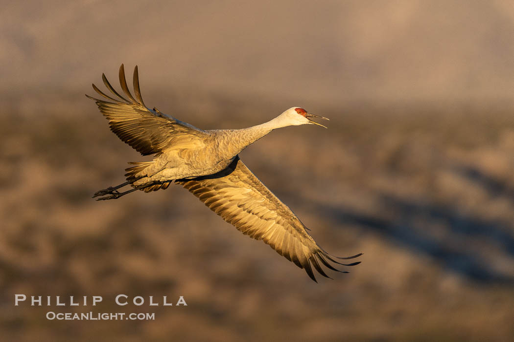 Sandhill crane spreads its broad wings as it takes flight in early morning light. This sandhill crane is among thousands present in Bosque del Apache National Wildlife Refuge, stopping here during its winter migration. Socorro, New Mexico, USA, Grus canadensis, natural history stock photograph, photo id 38790