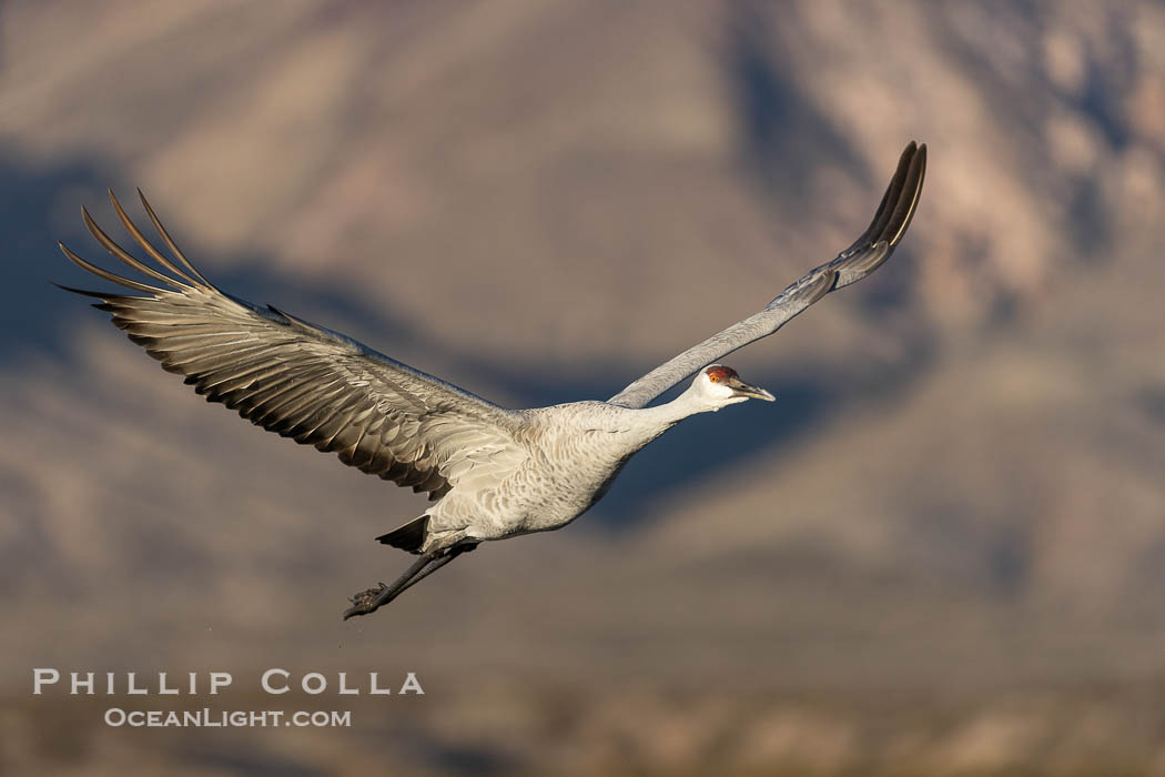 Sandhill crane spreads its broad wings as it takes flight in early morning light. This sandhill crane is among thousands present in Bosque del Apache National Wildlife Refuge, stopping here during its winter migration. Socorro, New Mexico, USA, Grus canadensis, natural history stock photograph, photo id 38798