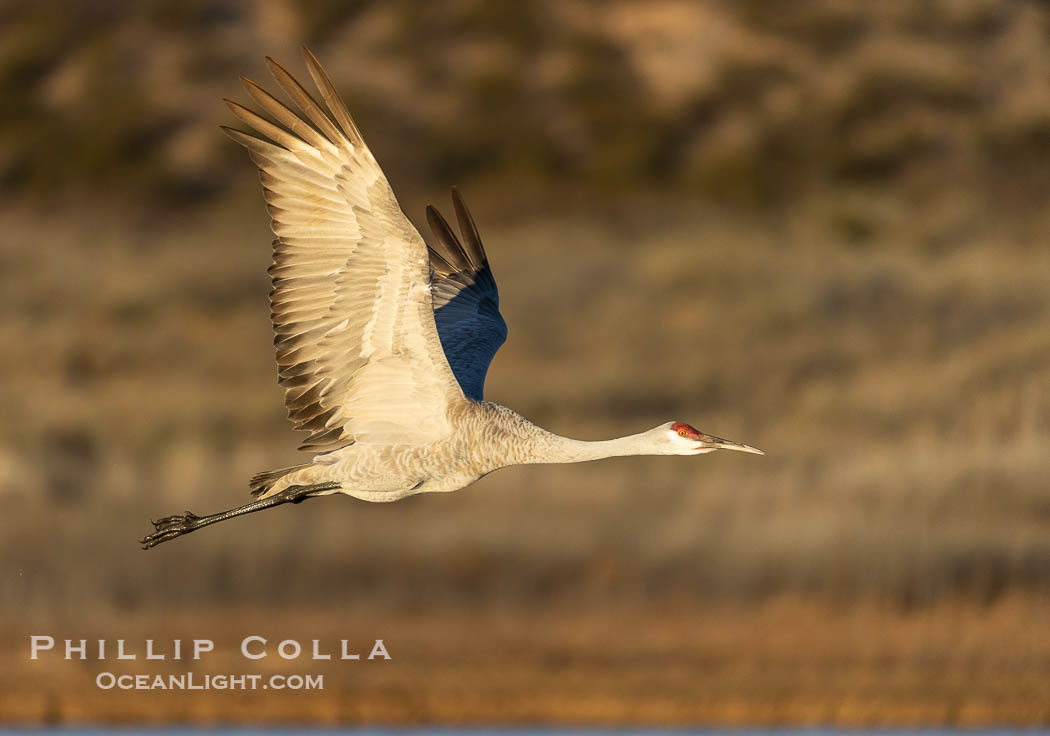 Sandhill crane spreads its broad wings as it takes flight in early morning light. This sandhill crane is among thousands present in Bosque del Apache National Wildlife Refuge, stopping here during its winter migration. Socorro, New Mexico, USA, Grus canadensis, natural history stock photograph, photo id 38802