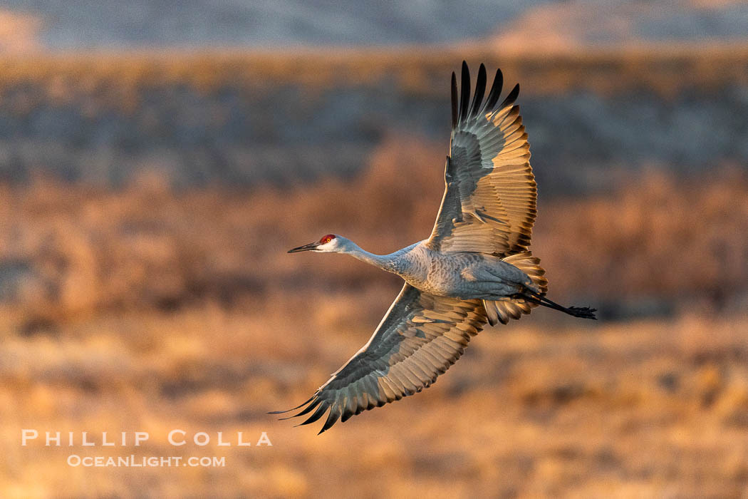 Sandhill crane spreads its broad wings as it takes flight in early morning light. This sandhill crane is among thousands present in Bosque del Apache National Wildlife Refuge, stopping here during its winter migration. Socorro, New Mexico, USA, Grus canadensis, natural history stock photograph, photo id 38736