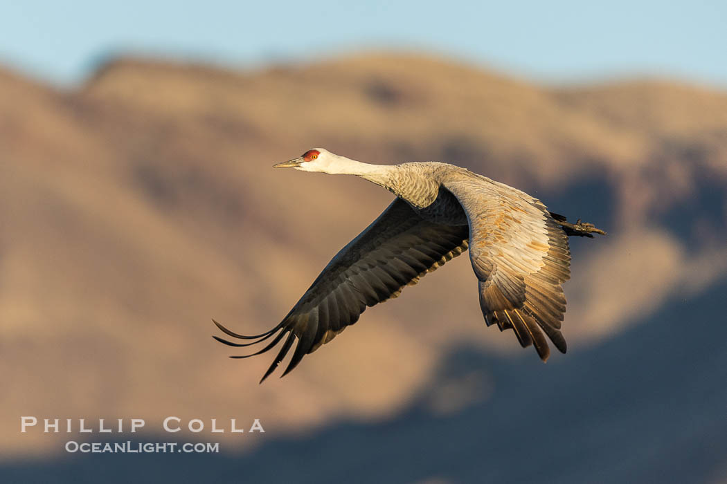 Sandhill crane spreads its broad wings as it takes flight in early morning light. This sandhill crane is among thousands present in Bosque del Apache National Wildlife Refuge, stopping here during its winter migration. Socorro, New Mexico, USA, Grus canadensis, natural history stock photograph, photo id 38788