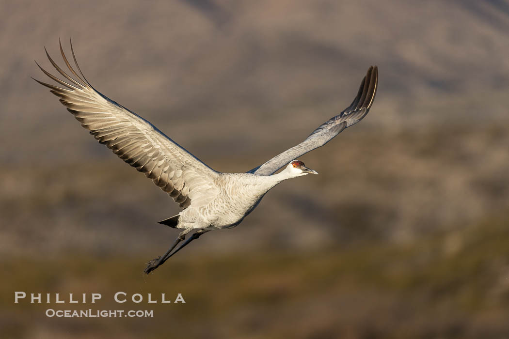 Sandhill crane spreads its broad wings as it takes flight in early morning light. This sandhill crane is among thousands present in Bosque del Apache National Wildlife Refuge, stopping here during its winter migration. Socorro, New Mexico, USA, Grus canadensis, natural history stock photograph, photo id 38800