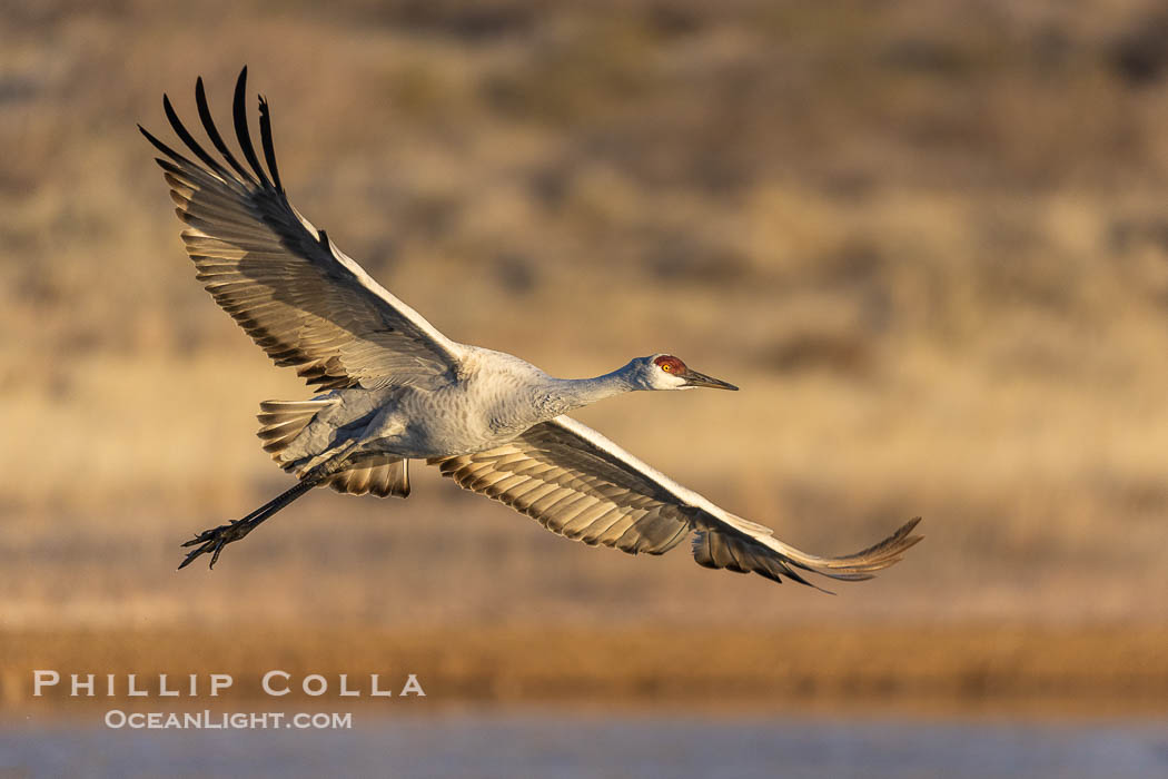 Sandhill crane spreads its broad wings as it takes flight in early morning light. This sandhill crane is among thousands present in Bosque del Apache National Wildlife Refuge, stopping here during its winter migration. Socorro, New Mexico, USA, Grus canadensis, natural history stock photograph, photo id 38727