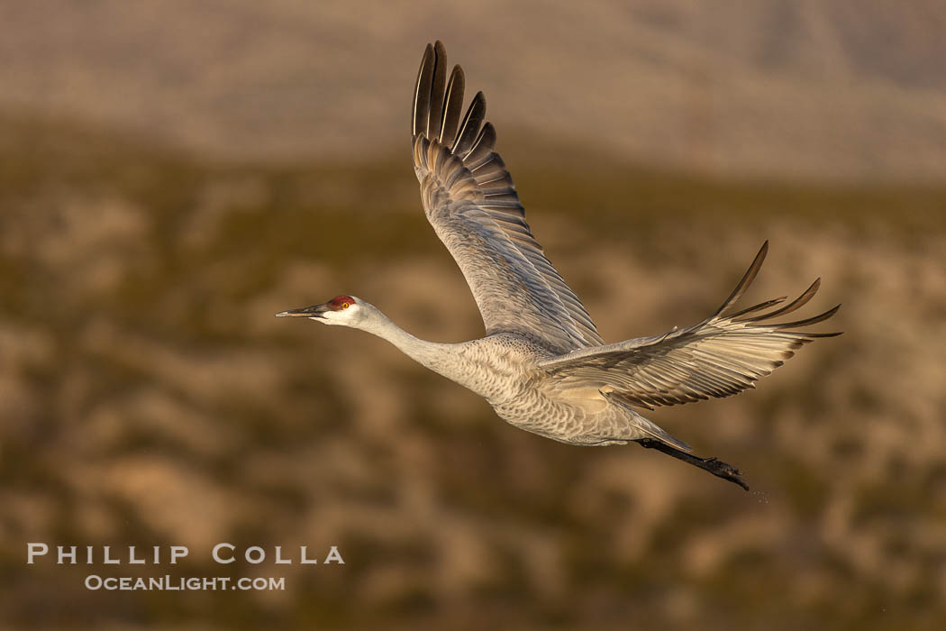 Sandhill crane spreads its broad wings as it takes flight in early morning light. This sandhill crane is among thousands present in Bosque del Apache National Wildlife Refuge, stopping here during its winter migration. Socorro, New Mexico, USA, Grus canadensis, natural history stock photograph, photo id 38751
