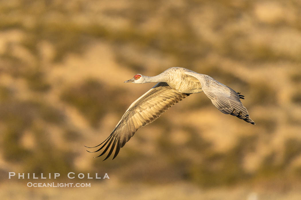 Sandhill crane spreads its broad wings as it takes flight in early morning light. This sandhill crane is among thousands present in Bosque del Apache National Wildlife Refuge, stopping here during its winter migration. Socorro, New Mexico, USA, Grus canadensis, natural history stock photograph, photo id 38755