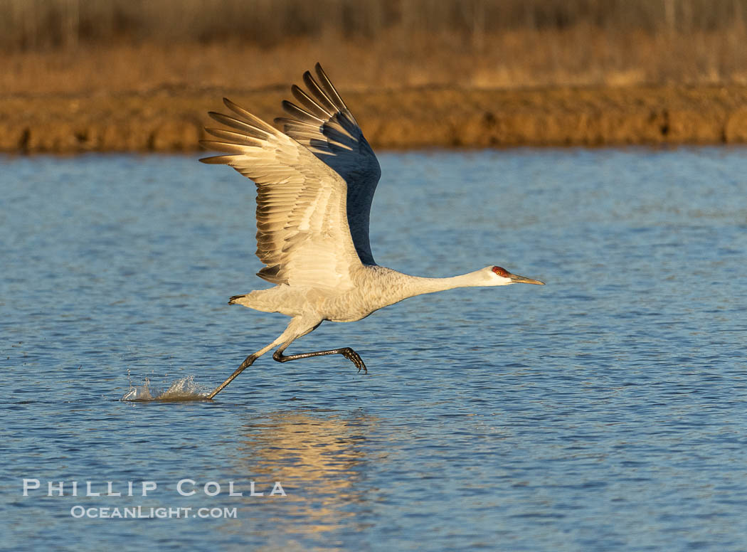 Sandhill crane spreads its broad wings as it takes flight in early morning light. This sandhill crane is among thousands present in Bosque del Apache National Wildlife Refuge, stopping here during its winter migration. Socorro, New Mexico, USA, Grus canadensis, natural history stock photograph, photo id 38767