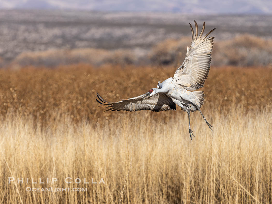 Sandhill crane spreads its broad wings as it takes flight in early morning light. This sandhill crane is among thousands present in Bosque del Apache National Wildlife Refuge, stopping here during its winter migration. Socorro, New Mexico, USA, Grus canadensis, natural history stock photograph, photo id 38779