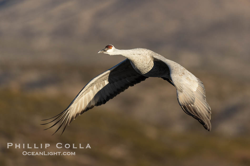 Sandhill crane spreads its broad wings as it takes flight in early morning light. This sandhill crane is among thousands present in Bosque del Apache National Wildlife Refuge, stopping here during its winter migration. Socorro, New Mexico, USA, Grus canadensis, natural history stock photograph, photo id 38799