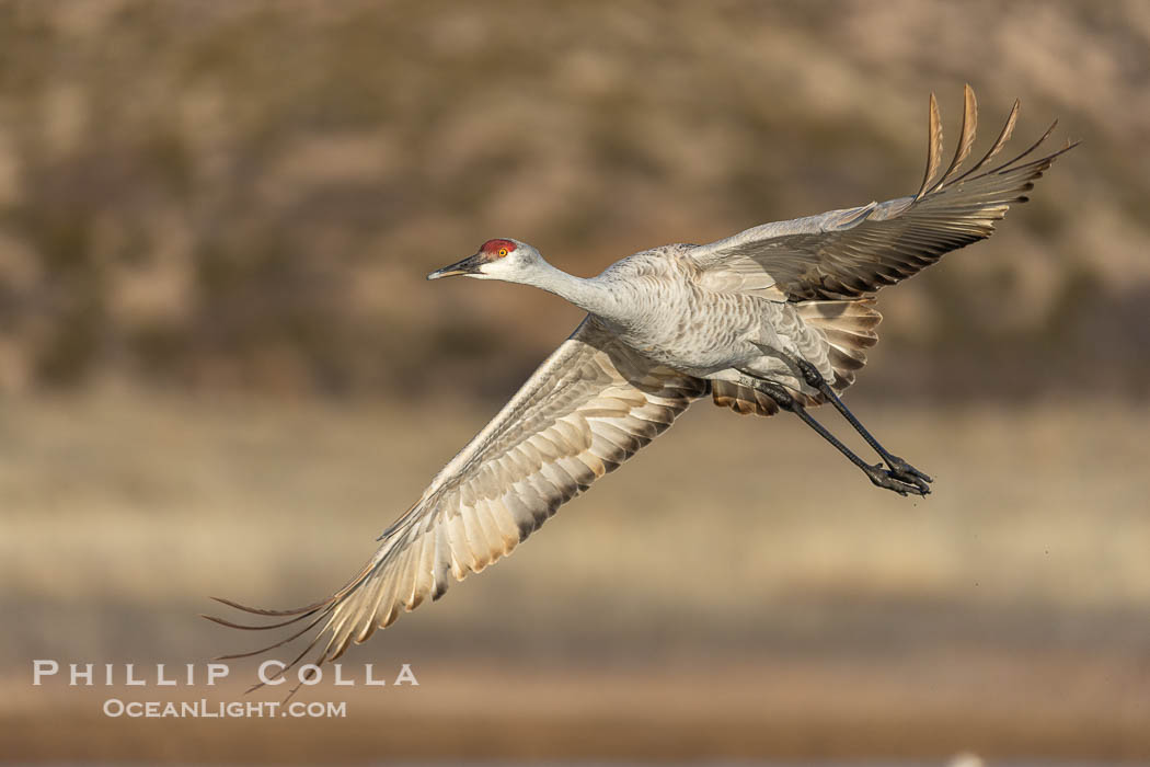 Sandhill crane spreads its broad wings as it takes flight in early morning light. This sandhill crane is thousands present in Bosque del Apache National Wildlife Refuge, stopping here during its winter migration, Grus canadensis, Socorro, New Mexico
