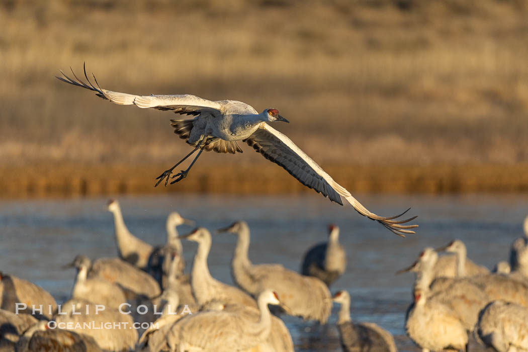 Sandhill crane spreads its broad wings as it takes flight in early morning light. This sandhill crane is among thousands present in Bosque del Apache National Wildlife Refuge, stopping here during its winter migration. Socorro, New Mexico, USA, Grus canadensis, natural history stock photograph, photo id 38785