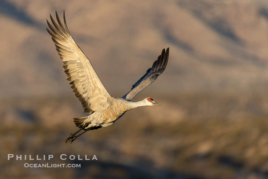 Sandhill crane spreads its broad wings as it takes flight in early morning light. This sandhill crane is among thousands present in Bosque del Apache National Wildlife Refuge, stopping here during its winter migration. Socorro, New Mexico, USA, Grus canadensis, natural history stock photograph, photo id 38789