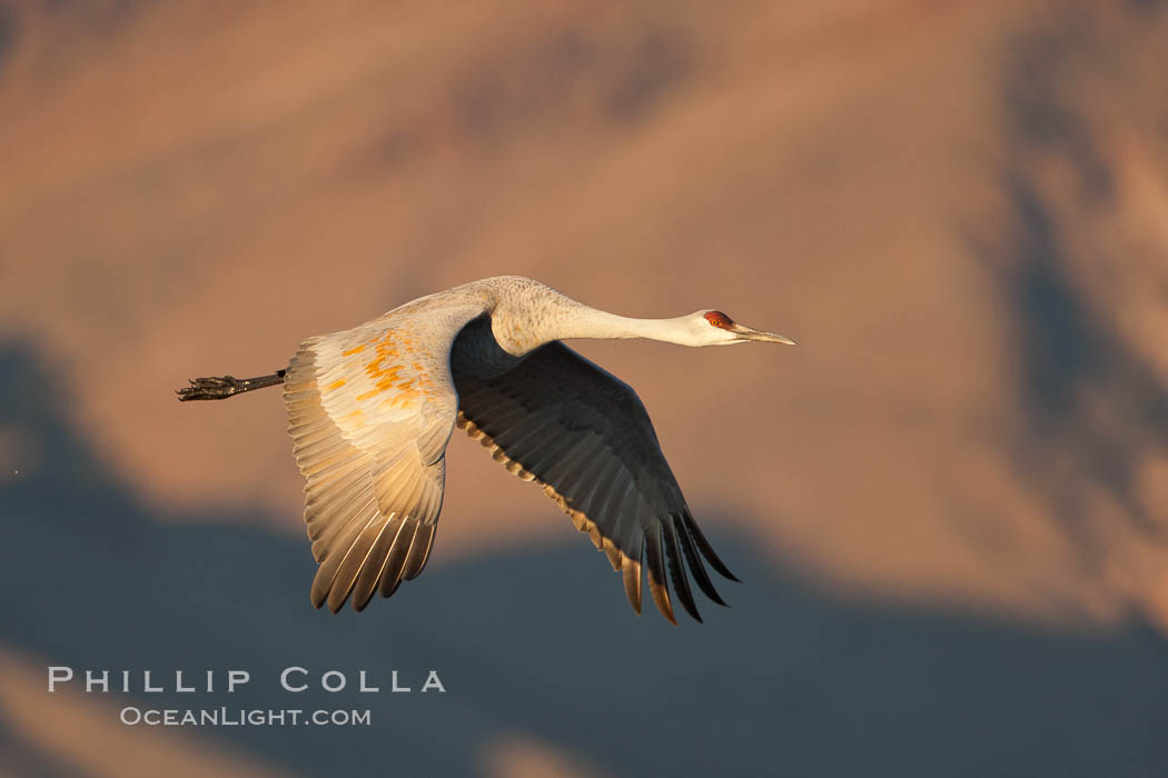 Sandhill crane in flight, wings extended, flying in front of the Chupadera Mountain Range. Bosque Del Apache, Socorro, New Mexico, USA, Grus canadensis, natural history stock photograph, photo id 26230
