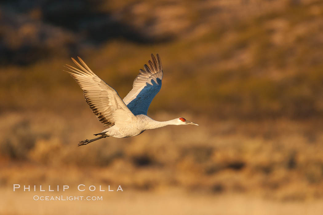 Sandhill crane in flight, wings extended. Bosque Del Apache, Socorro, New Mexico, USA, Grus canadensis, natural history stock photograph, photo id 26266