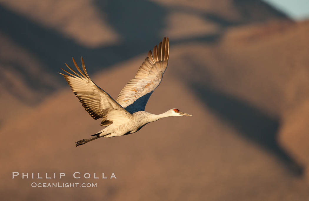Sandhill crane in flight, wings extended, flying in front of the Chupadera Mountain Range. Bosque Del Apache, Socorro, New Mexico, USA, Grus canadensis, natural history stock photograph, photo id 26235