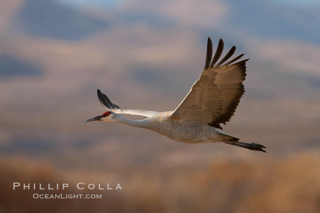 Sandhill crane in flight, wings extended, flying in front of the Chupadera Mountain Range. Bosque Del Apache, Socorro, New Mexico, USA, Grus canadensis, natural history stock photograph, photo id 26220