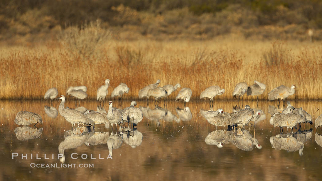 Sandhill cranes, reflected in the still waters of one of the Bosque del Apache NWR crane pools. Bosque del Apache National Wildlife Refuge, Socorro, New Mexico, USA, Grus canadensis, natural history stock photograph, photo id 21966