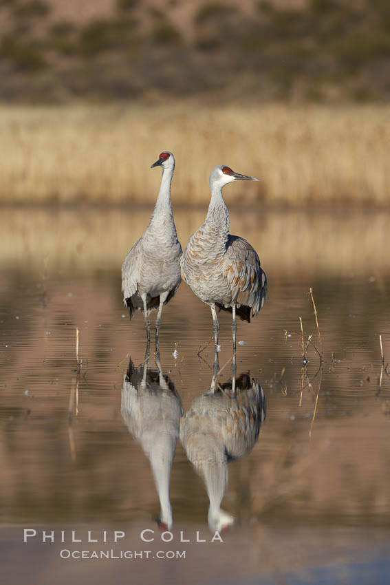 Two sandhill cranes, reflected in mirror-still waters at sunrise. Bosque del Apache National Wildlife Refuge, Socorro, New Mexico, USA, Grus canadensis, natural history stock photograph, photo id 21970