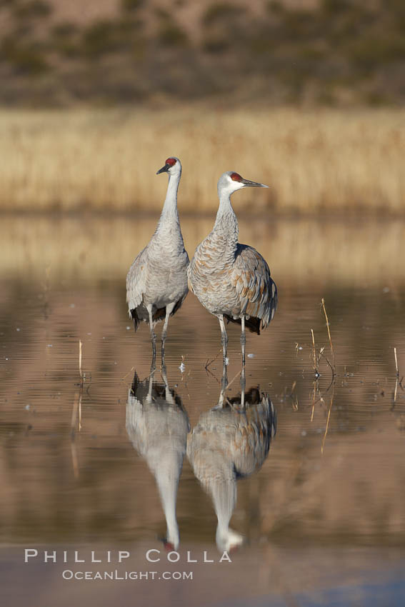 Two sandhill cranes, reflected in mirror-still waters at sunrise. Bosque del Apache National Wildlife Refuge, Socorro, New Mexico, USA, Grus canadensis, natural history stock photograph, photo id 21970