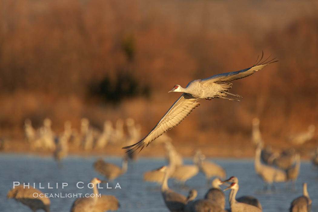 Sandhill cranes in flight in late afternoon light. Bosque del Apache National Wildlife Refuge, Socorro, New Mexico, USA, Grus canadensis, natural history stock photograph, photo id 21990
