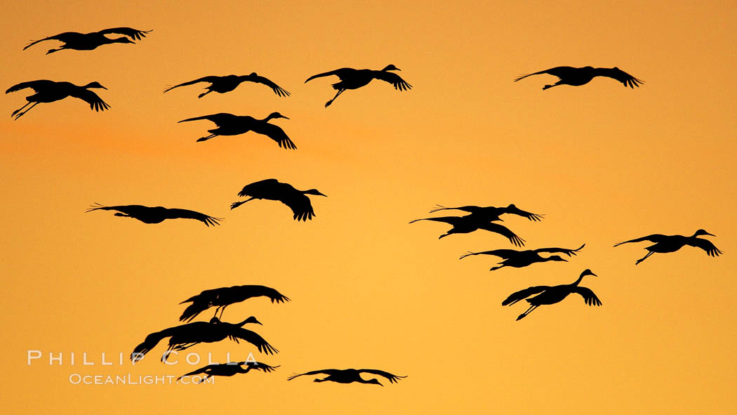 Sandhill cranes in flight, silhouetted against a richly colored evening sky. Bosque del Apache National Wildlife Refuge, Socorro, New Mexico, USA, Grus canadensis, natural history stock photograph, photo id 21994