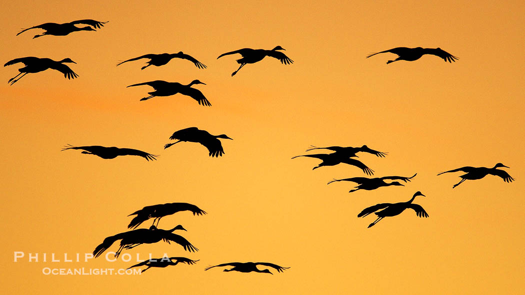 Sandhill cranes in flight, silhouetted against a richly colored evening sky., Grus canadensis, natural history stock photograph, photo id 21994