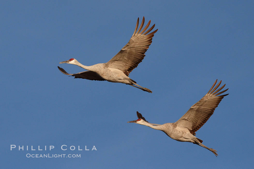 Sandhill cranes fly side by side. Bosque del Apache National Wildlife Refuge, Socorro, New Mexico, USA, Grus canadensis, natural history stock photograph, photo id 21952