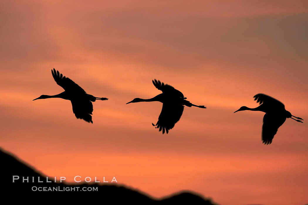 Sandhill cranes, flying across a colorful sunset sky, blur wings due to long time exposure. Bosque del Apache National Wildlife Refuge, Socorro, New Mexico, USA, Grus canadensis, natural history stock photograph, photo id 21956
