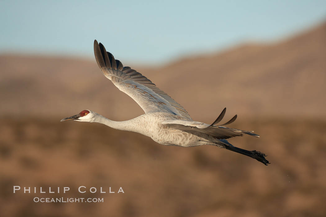 Sandhill crane spreads its broad wings as it takes flight in early morning light.  This crane is one of over 5000 present in Bosque del Apache National Wildlife Refuge, stopping here during its winter migration. Socorro, New Mexico, USA, Grus canadensis, natural history stock photograph, photo id 21968