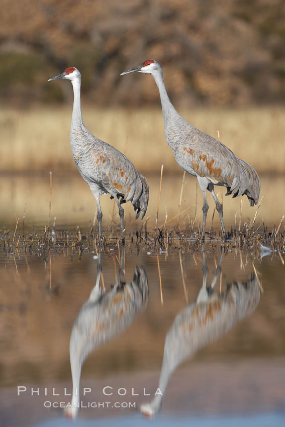 Two sandhill cranes, reflected in mirror-still waters at sunrise. Bosque del Apache National Wildlife Refuge, Socorro, New Mexico, USA, Grus canadensis, natural history stock photograph, photo id 21972