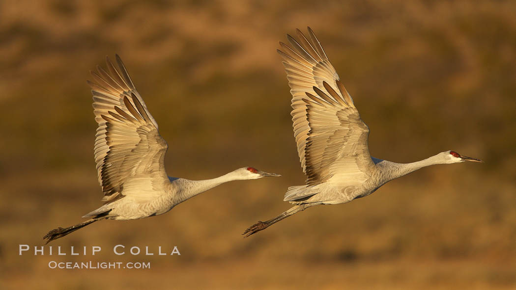 Image 21984, Sandhill cranes in flight, side by side in near-synchonicity, spreading their broad wides wide as they fly. Bosque del Apache National Wildlife Refuge, Socorro, New Mexico, USA, Grus canadensis, Phillip Colla, all rights reserved worldwide. Keywords: animal, animalia, aves, bird, bosque del apache, bosque del apache national wildlife refuge, bosque del apache nwr, canadensis, chordata, crane, creature, gruidae, gruiformes, grus, grus canadensis, national wildlife refuge, national wildlife refuges, nature, new mexico, sandhill crane, socorro, usa, vertebrata, vertebrate, wildlife.