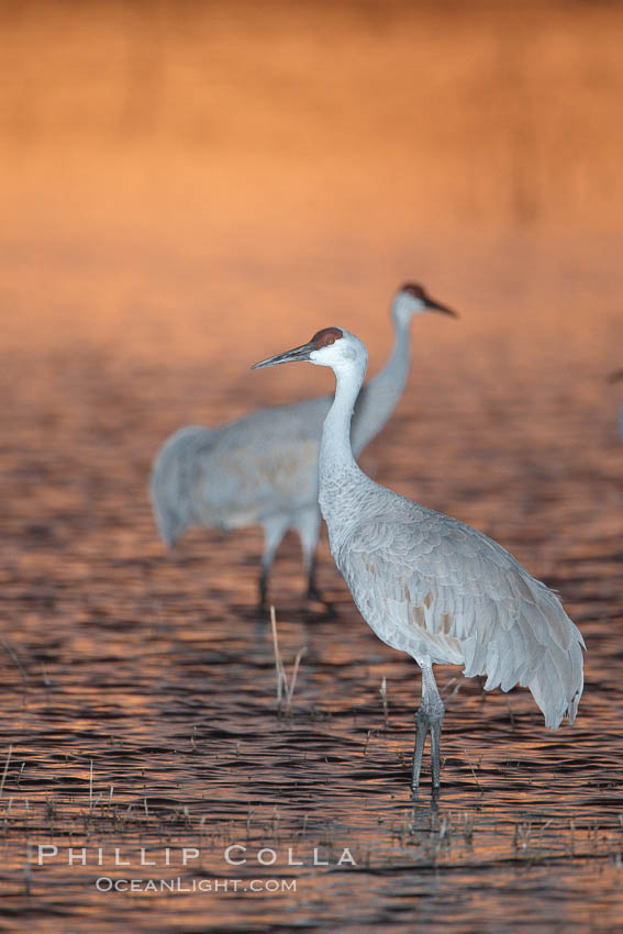 A sandhill cranes, standing in still waters with rich gold sunset light reflected around it. Bosque del Apache National Wildlife Refuge, Socorro, New Mexico, USA, Grus canadensis, natural history stock photograph, photo id 21988