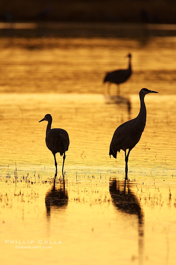 Sandhilll cranes in golden sunset light, silhouette, standing in pond., Grus canadensis, natural history stock photograph, photo id 21992