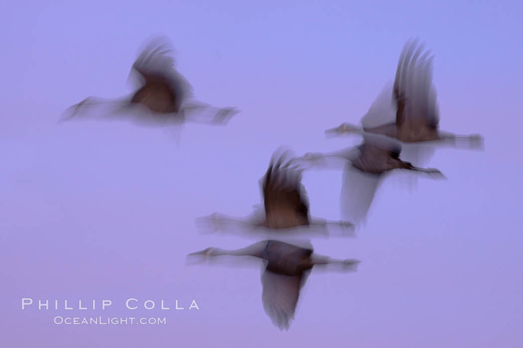Sandhill cranes, flying across a colorful sunset sky, blur wings due to long time exposure. Bosque del Apache National Wildlife Refuge, Socorro, New Mexico, USA, Grus canadensis, natural history stock photograph, photo id 22016