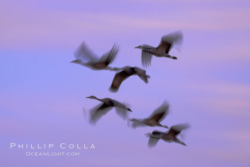 Sandhill cranes, flying across a colorful sunset sky, blur wings due to long time exposure. Bosque del Apache National Wildlife Refuge, Socorro, New Mexico, USA, Grus canadensis, natural history stock photograph, photo id 21955