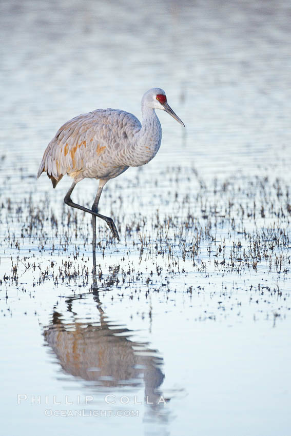 Sandhill crane resting in a shallow pond, reflected in still water with soft predawn light. Bosque del Apache National Wildlife Refuge, Socorro, New Mexico, USA, Grus canadensis, natural history stock photograph, photo id 21963