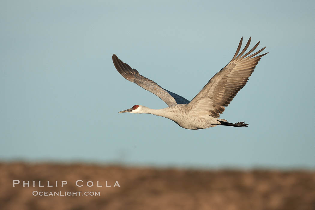 Sandhill crane spreads its broad wings as it takes flight in early morning light.  This crane is one of over 5000 present in Bosque del Apache National Wildlife Refuge, stopping here during its winter migration. Socorro, New Mexico, USA, Grus canadensis, natural history stock photograph, photo id 21967