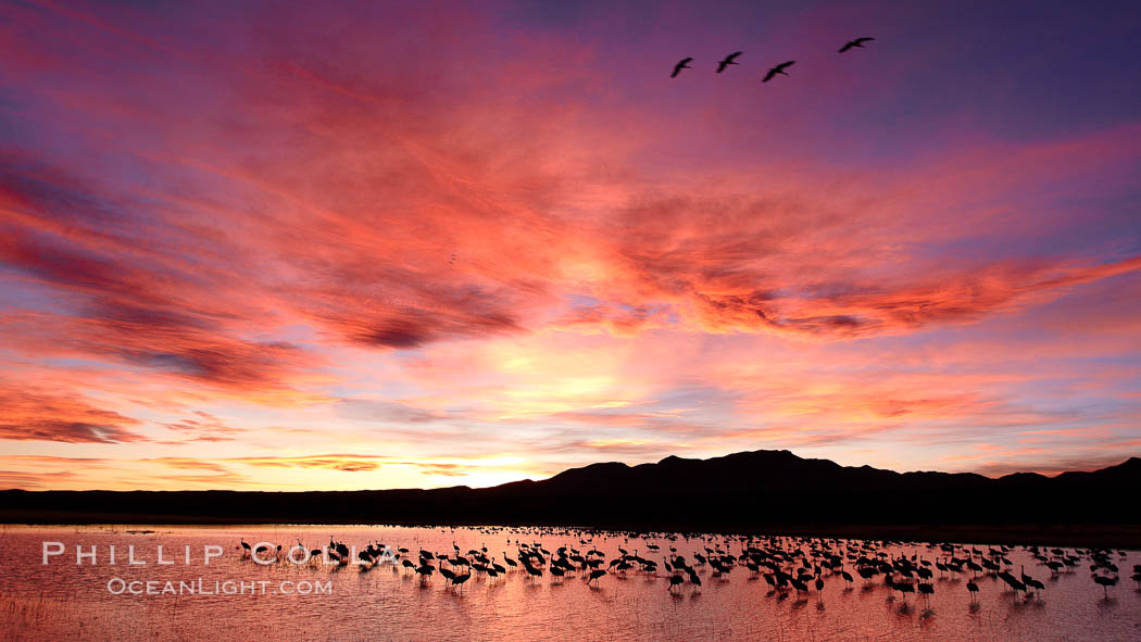 Sunset at Bosque del Apache National Wildlife Refuge, with sandhill cranes silhouetted in reflection in the calm pond.  Spectacular sunsets at Bosque del Apache, rich in reds, oranges, yellows and purples, make for striking reflections of the thousands of cranes and geese found in the refuge each winter. Socorro, New Mexico, USA, Grus canadensis, natural history stock photograph, photo id 21975