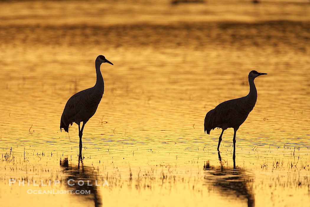 Sandhilll cranes in golden sunset light, silhouette, standing in pond., Grus canadensis, natural history stock photograph, photo id 21991