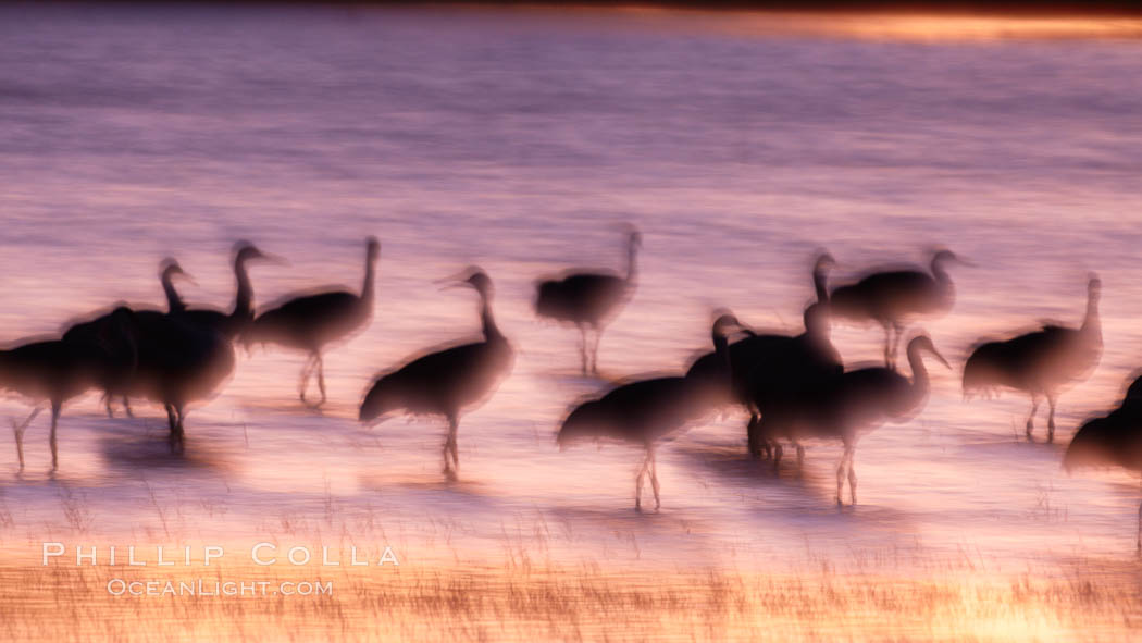 Sandhill cranes, blurred by long time exposure, colored by twilight hues. Bosque del Apache National Wildlife Refuge, Socorro, New Mexico, USA, Grus canadensis, natural history stock photograph, photo id 22003