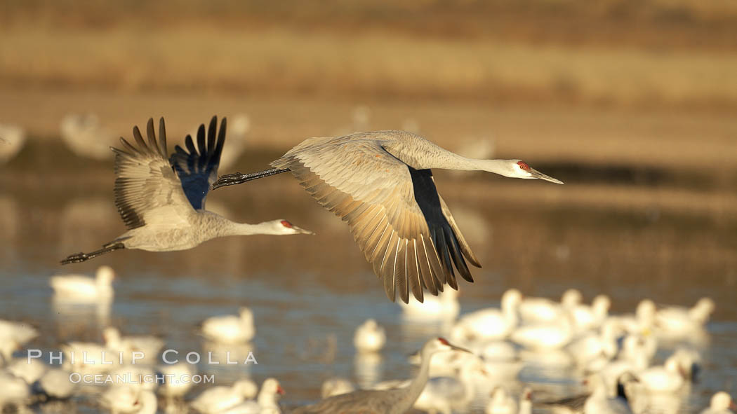 Two sandhill cranes flying side by side. Bosque del Apache National Wildlife Refuge, Socorro, New Mexico, USA, Grus canadensis, natural history stock photograph, photo id 22007