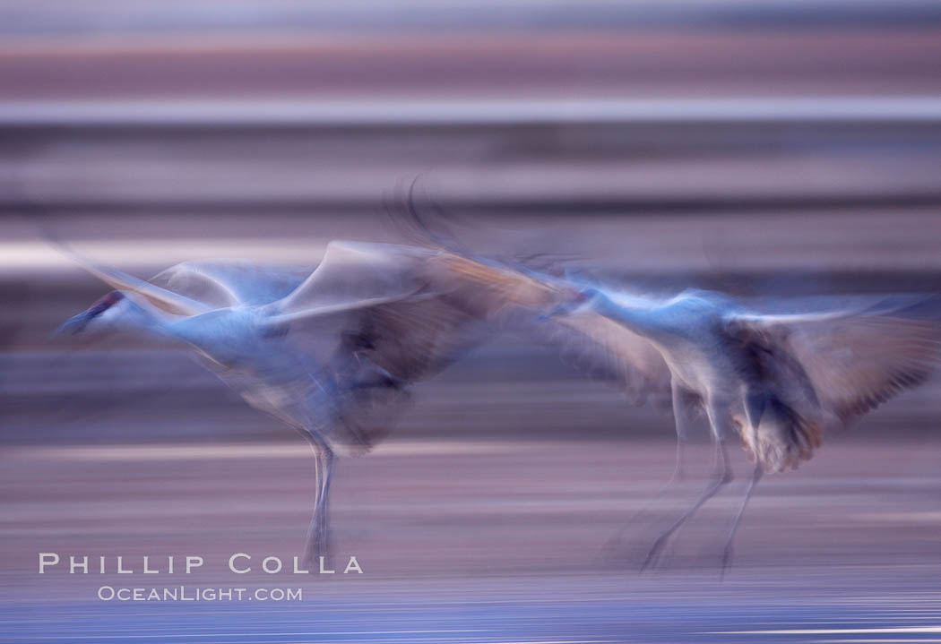Sandhill cranes, flying across a colorful sunset sky, blur wings due to long time exposure. Bosque del Apache National Wildlife Refuge, Socorro, New Mexico, USA, Grus canadensis, natural history stock photograph, photo id 21957