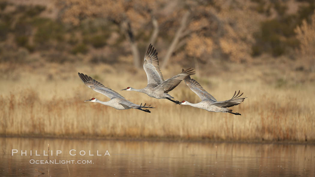 Sandhill cranes in flight, side by side in near-synchonicity, spreading their broad wides wide as they fly. Bosque del Apache National Wildlife Refuge, Socorro, New Mexico, USA, Grus canadensis, natural history stock photograph, photo id 21969