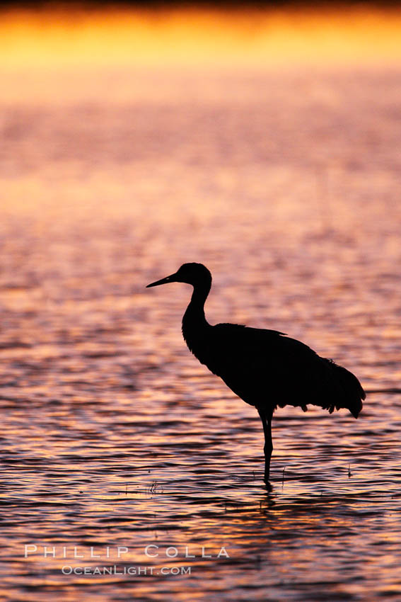 A sandhill cranes, standing in still waters with rich gold sunset light reflected around it. Bosque del Apache National Wildlife Refuge, Socorro, New Mexico, USA, Grus canadensis, natural history stock photograph, photo id 21977