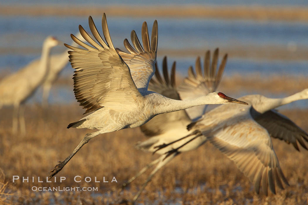 Sandhill cranes in flight, side by side in near-synchonicity, spreading their broad wides wide as they fly. Bosque del Apache National Wildlife Refuge, Socorro, New Mexico, USA, Grus canadensis, natural history stock photograph, photo id 21985