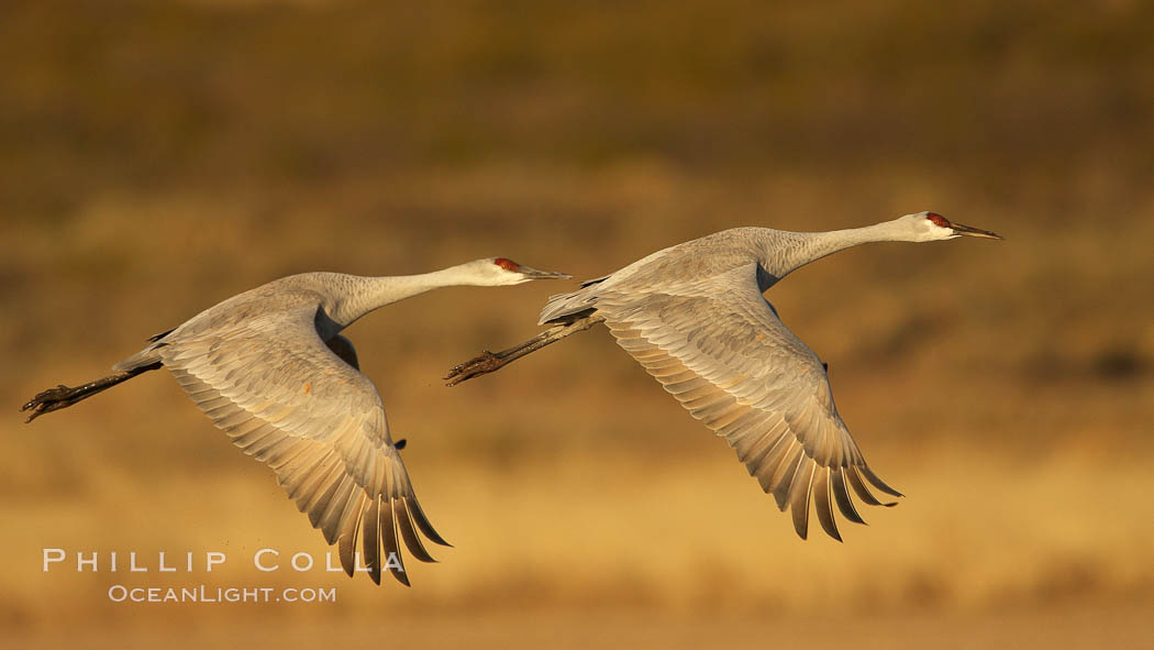 Sandhill cranes in flight, side by side in near-synchonicity, spreading their broad wides wide as they fly. Bosque del Apache National Wildlife Refuge, Socorro, New Mexico, USA, Grus canadensis, natural history stock photograph, photo id 21989