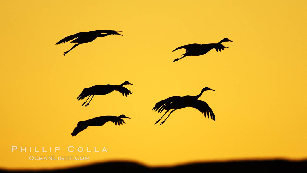 Sandhill cranes in flight, silhouetted against a richly colored evening sky. Bosque del Apache National Wildlife Refuge, Socorro, New Mexico, USA, Grus canadensis, natural history stock photograph, photo id 21993