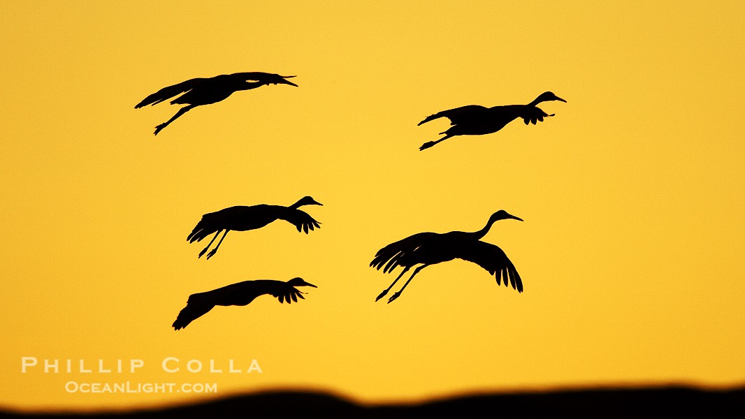 Sandhill cranes in flight, silhouetted against a richly colored evening sky., Grus canadensis, natural history stock photograph, photo id 21993