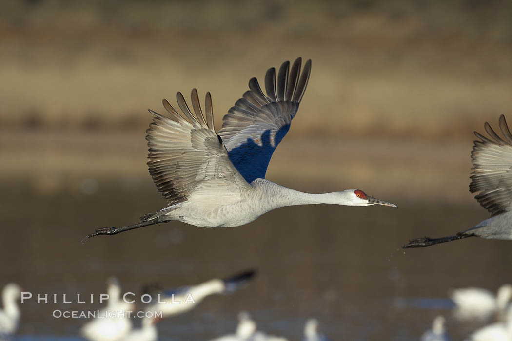 A sandhill crane in flight, spreading its wings wide which can span up to 6 1/2 feet. Bosque del Apache National Wildlife Refuge, Socorro, New Mexico, USA, Grus canadensis, natural history stock photograph, photo id 22009